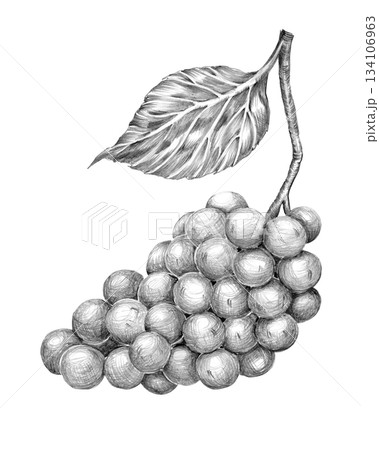 Bunch of grapes, Gamay variety drawn with pencil, graphics. Hand drawn pencil drawing. for menu, decoration and design 134106963