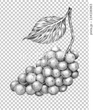 Bunch of grapes, Gamay variety drawn with pencil, graphics. Hand drawn pencil drawing. for menu, decoration and design 134106963