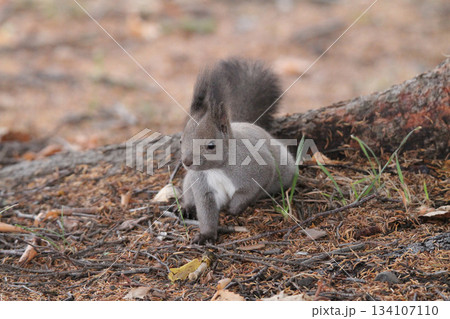 隠したエサを探す　晩秋のエゾリス　蝦夷リス　北海道の野生動物 134107110