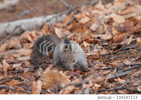 隠したエサを探す　晩秋のエゾリス　蝦夷リス　北海道の野生動物 134107113