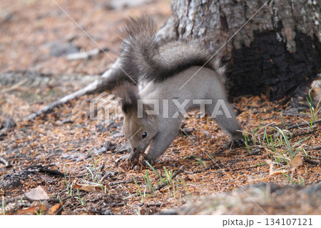 隠したエサを探す　晩秋のエゾリス　蝦夷リス　北海道の野生動物 134107121