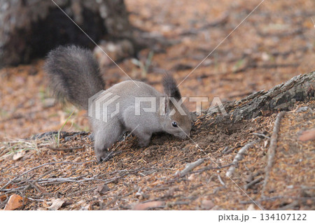 隠したエサを探す 晩秋のエゾリス 蝦夷リス 北海道の野生動物 隠したエサを探す 晩秋のエゾリス 蝦夷リス 北海道の野生動物 134107122