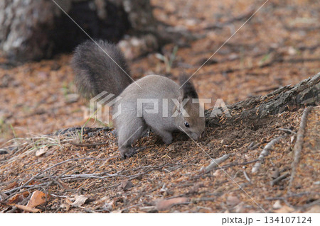 隠したエサを探す　晩秋のエゾリス　蝦夷リス　北海道の野生動物 134107124