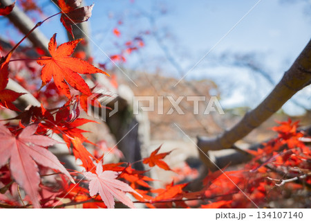 「兵庫県」(12月)【紅葉】 紅葉で赤く染まる公園 紅葉狩り 「兵庫県」(12月)【紅葉】 紅葉で赤く染まる公園 紅葉狩り 134107140