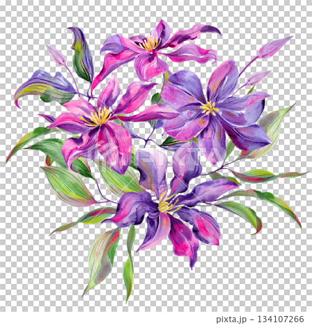 Clematis flowers and buds, leaves multicolored, graceful. Bouquet on a white background Clematis flowers and buds, leaves multicolored, graceful. Bouquet on a white background 134107266