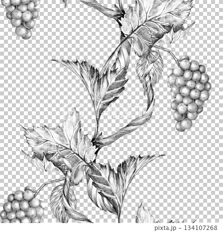 Grapevine branch with leaves and berries. Seamless border, Hand drawn with pencil. Graphic drawing. For food, packaging and cosmetics 134107268