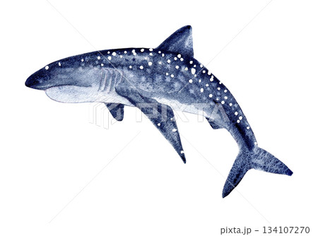 shark blue with spots. Hand drawn with watercolor with texture. for fish restaurant design, menu 134107270