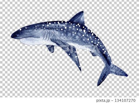 shark blue with spots. Hand drawn with watercolor with texture. for fish restaurant design, menu 134107270