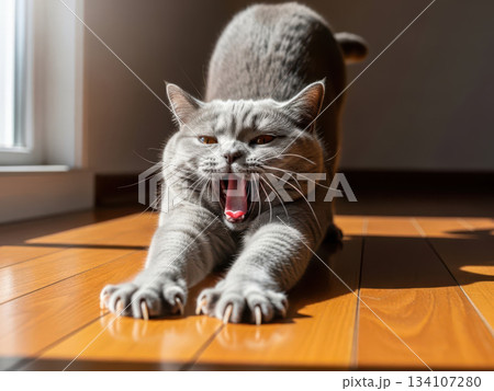 日当たりの良いフローリングで伸びをしながらあくびをするグレーの猫(AI生成画像) 日当たりの良いフローリングで伸びをしながらあくびをするグレーの猫(AI生成画像) 134107280