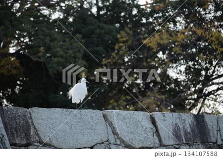 「兵庫県」(12月)【動物】 兵庫県赤穂市の赤穂城跡を巡る 古い石の城壁 「兵庫県」(12月)【動物】 兵庫県赤穂市の赤穂城跡を巡る 古い石の城壁 134107588