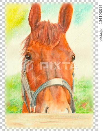 Horse illustration drawn with watercolor pencils Horse illustration drawn with watercolor pencils 134108015
