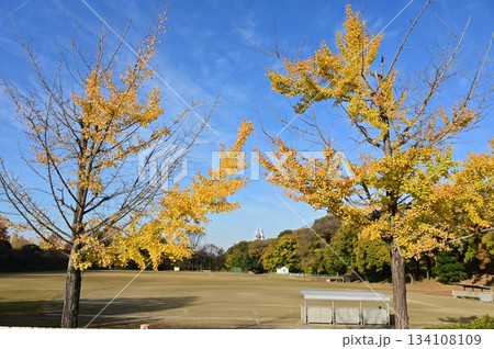 イチョウと138タワー(大野極楽寺公園) イチョウと138タワー(大野極楽寺公園) 134108109