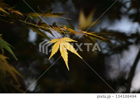 紅葉 紅葉 134108494