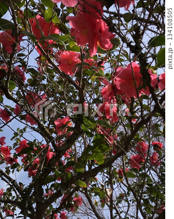 ＊　ツバキ　＊　椿　＊　つばき　＊　THUBAKI　＊　 134108505