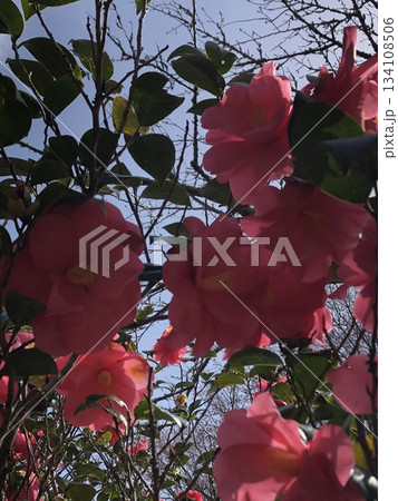 * ツバキ * 椿 * つばき * THUBAKI * * ツバキ * 椿 * つばき * THUBAKI * 134108506