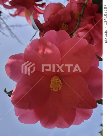 ＊　ツバキ　＊　椿　＊　つばき　＊　THUBAKI　＊　 134108507