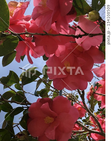 * ツバキ * 椿 * つばき * THUBAKI * * ツバキ * 椿 * つばき * THUBAKI * 134108509