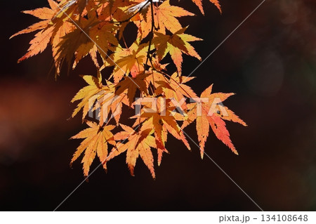 紅葉 134108648