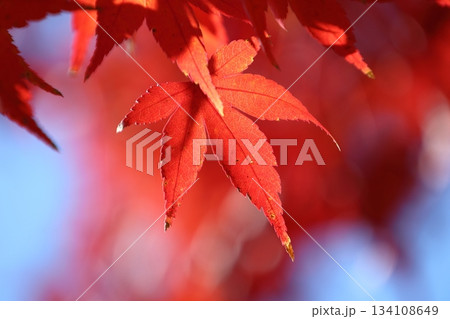紅葉 紅葉 134108649