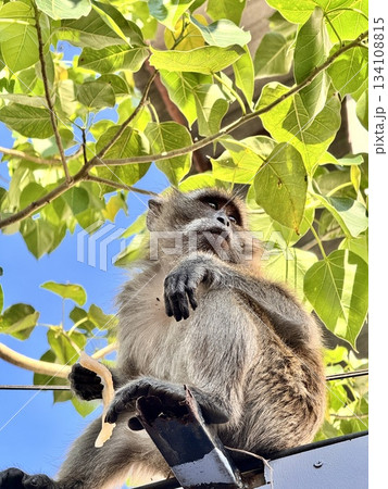 A monkey sits on a fence against a background of blue sky and a tree A monkey sits on a fence against a background of blue sky and a tree 134108815