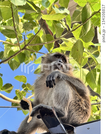 A monkey sits on a fence against a background of blue sky and a tree 134108817