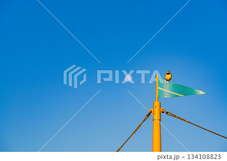 【千葉県】東京湾アクアライン・海ほたるPA・展望デッキ・マストに止まった小鳥 134108823