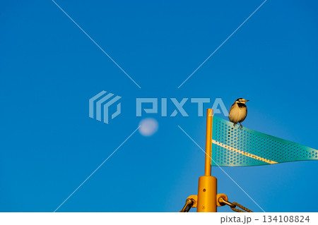 【千葉県】東京湾アクアライン・海ほたるPA・展望デッキ・マストに止まった小鳥 134108824