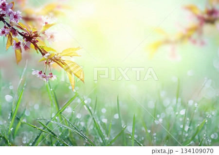 Beautiful spring background with free space for...のイラスト素材 [134109070 ...