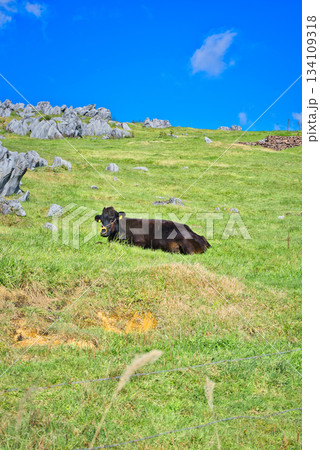 四国カルストでくつろぐ牛 134109318