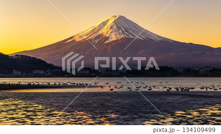 朝焼けに染まる雪化粧の富士山と湖畔の風景 朝焼けに染まる雪化粧の富士山と湖畔の風景 134109499