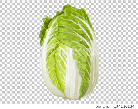 一幅大白菜（襁褓狀）的示意圖 134110134