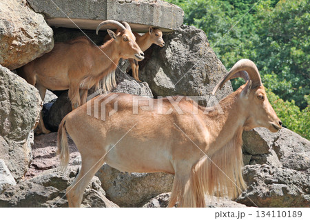 バーバリーシープ 134110189