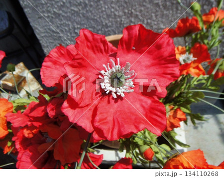 満開の赤いひなげしの花 134110268