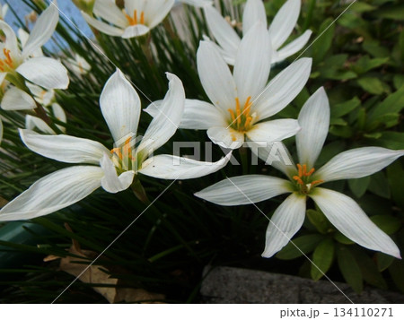 白いオオアマナの花 134110271