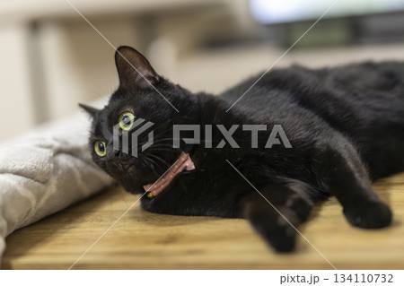 黒猫 黒猫 134110732