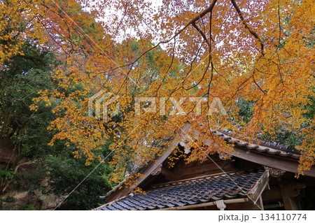 福岡県筑紫野市の荒穂神社の紅葉 134110774