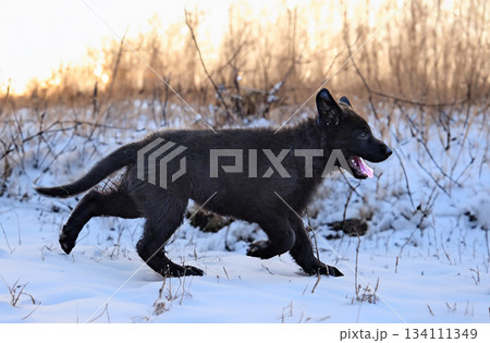 puppy black german shepherd in nature 134111349
