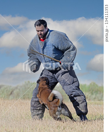 training of belgian shepherd training of belgian shepherd 134111353