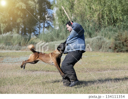 training of belgian shepherd 134111354
