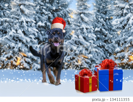 young rottweiler in nature 134111355
