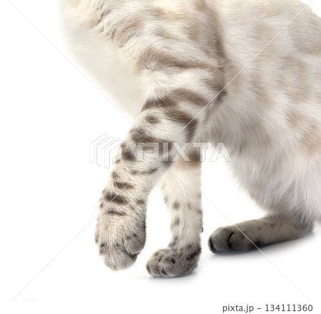 bengal kitten in studio bengal kitten in studio 134111360
