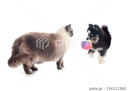 Pomsky in studio 134111368