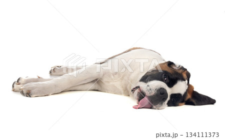 saint bernard in studio 134111373