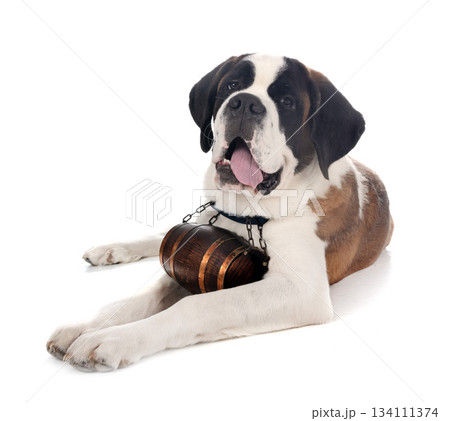 saint bernard in studio saint bernard in studio 134111374