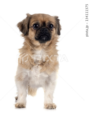 Tibetan spaniel in studio Tibetan spaniel in studio 134111375