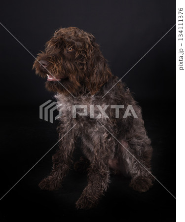 Wirehaired Pointing Griffon Wirehaired Pointing Griffon 134111376