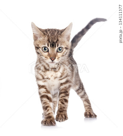 bengal kitten in studio bengal kitten in studio 134111377