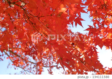 福岡県筑紫野市の天拝山歴史自然公園の紅葉 福岡県筑紫野市の天拝山歴史自然公園の紅葉 134111380
