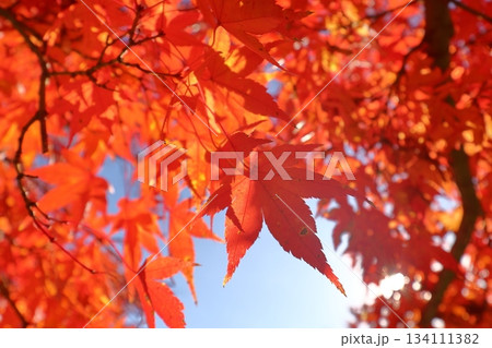 福岡県筑紫野市の天拝山歴史自然公園の紅葉 福岡県筑紫野市の天拝山歴史自然公園の紅葉 134111382