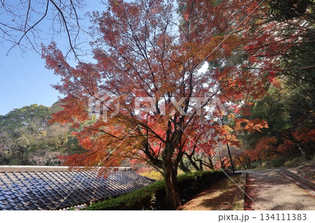 福岡県筑紫野市の天拝山歴史自然公園の紅葉 福岡県筑紫野市の天拝山歴史自然公園の紅葉 134111383